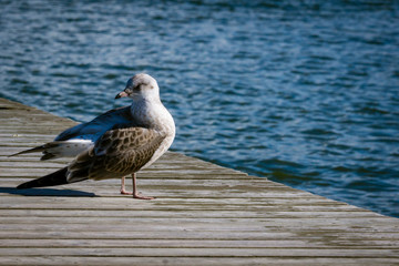 Seagull on a pier