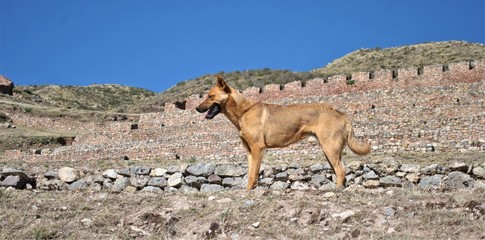 dog on ruins