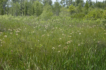 Obraz premium Wild Meadow