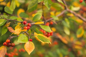 Holly berries and leaves