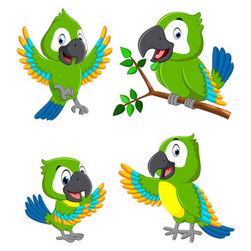 the collection of the green parrots with the different expression 
