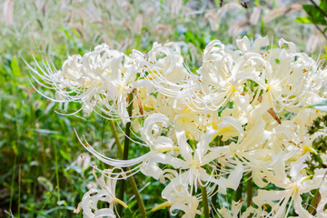 白い彼岸花　ヒガンバナ