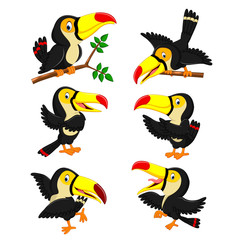 the collection of yellow beak toucan with the different posing  
