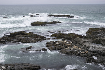 Obraz premium High surf at a Harbor Seal sanctuary on the N. California coast