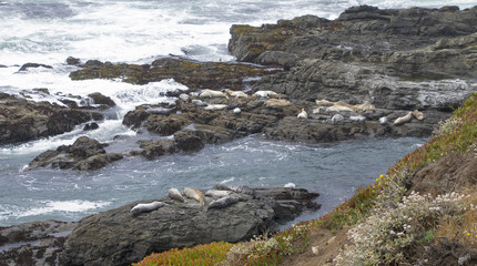Obraz premium High surf at a Harbor Seal sanctuary on the N. California coast