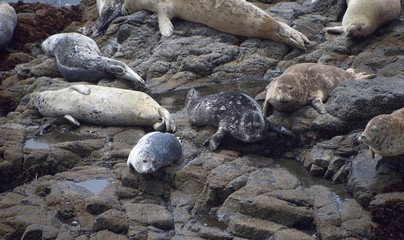 Harbor Seals at a N. California coastal sanctuary