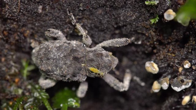A springtail (Collembola) running around on the back of a weevil. On a decomposing tree trunk on rainforest floor in the Ecuadorian Amazon