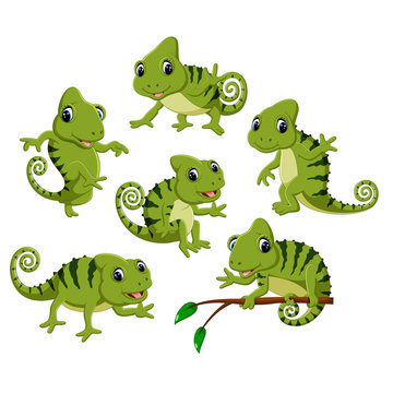 the collection of the green chameleon with different posing 
