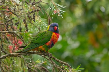 Rainbow lorikeet sitting on a branch still wet from heavy rain.