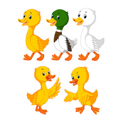 the collection of the cute ducks in the different color 
