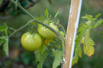 Tomates vertes sur pied .