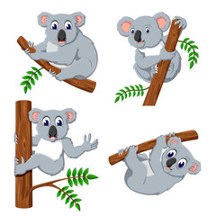 the collection of the koala hanging in the tree 
