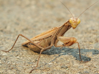praying mantis on a white background