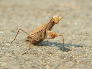 praying mantis on a white background