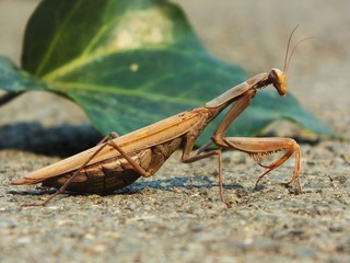 praying mantis on green background