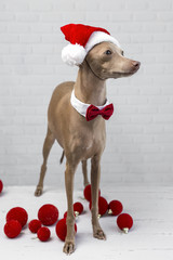 Dog with a Santa Claus hat
