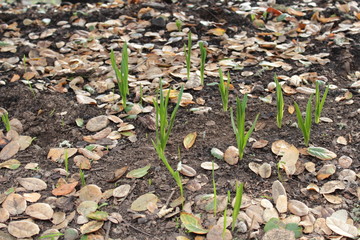 young plants in the field