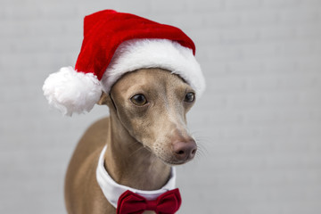 Dog with a Santa Claus hat