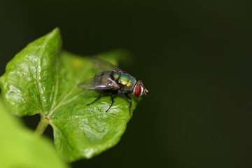 Naklejka premium insect on the plant macro view and shot