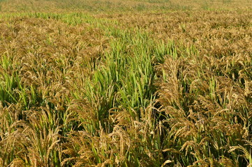 Mature rice in the field