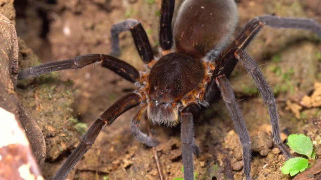 A large brown tarantula on the rainforest floor in the Ecuadorian Amazon