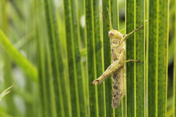 grasshopper Palm leaf Background