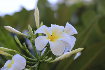 Obraz premium Plumeria and white leaves on the tree.