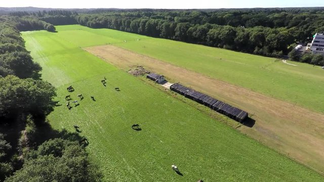 Aerial footage of green meadows with horses in a forested area.