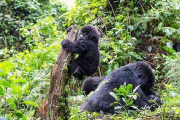 Baby Mountain Gorilla (Gorilla beringei beringei) hanging off a tree branch and being playful in the jungle of Rwanda.	