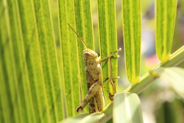 grasshopper on Palm leaf