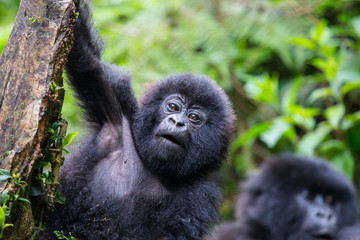 Baby Mountain Gorilla (Gorilla beringei beringei) hanging off a tree branch and being playful in the jungle of Rwanda.	