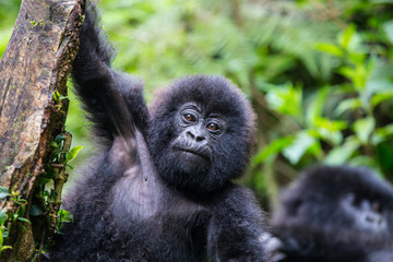 Baby Mountain Gorilla (Gorilla beringei beringei) hanging off a tree branch and being playful in the jungle of Rwanda.	
