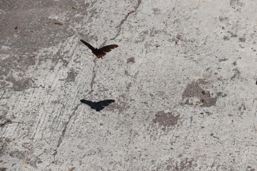 Sombra Mariposa