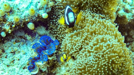 anemone fish and clam in the maldives.
