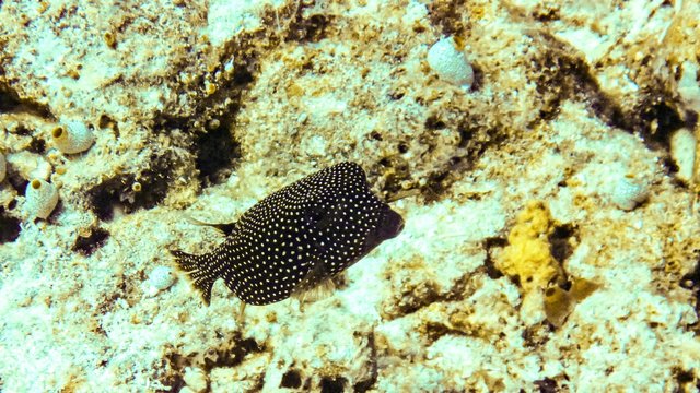 boxfish (Ostracion cubicus) in the Maldives.
