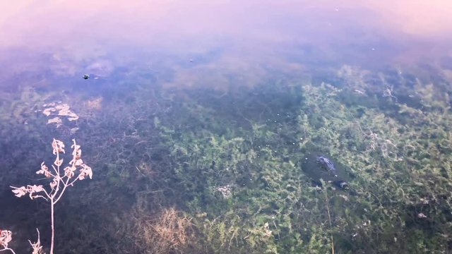 Two Turtles in a pond swimming