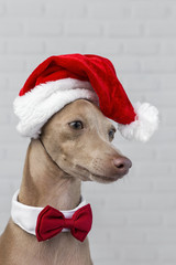 Dog with a Santa Claus hat