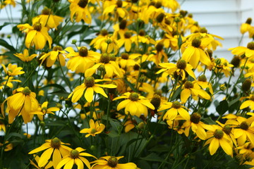 Yellow flower garden