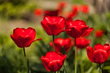 Fototapeta na wymiar bunch of tulips in a garden