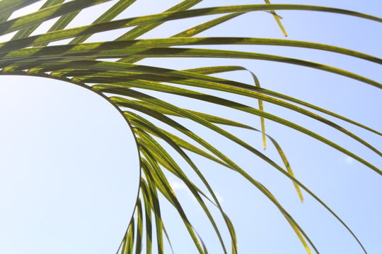 green leaf blue sky background