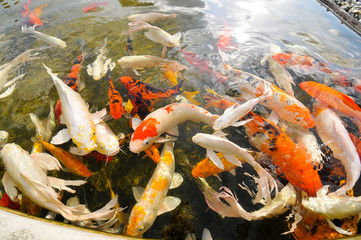 koi fish in the pond