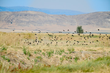 Flock of Blackbirds on Lower Lake, Klamath Falll, CA