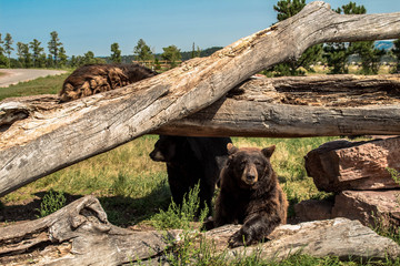 North American Black Bear Climbing on the fallen trees