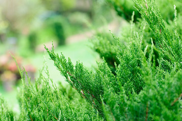 grass on green background