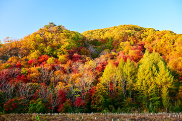 Obraz premium Trees are dressed in beautiful colors in Benxi of China.