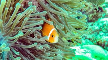 Close up of anemone fish in Eilat, Israel.