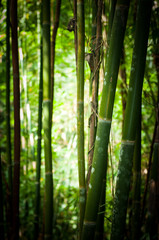 Obraz na płótnie Canvas bamboo forest