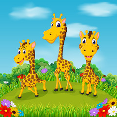 Fototapeta premium the beautiful view with three giraffe walking together in the field 