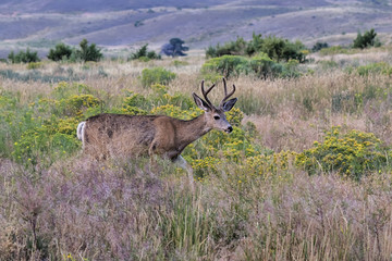 Mule deer (Odocoileus hemionus) near Gardiner, Montana
