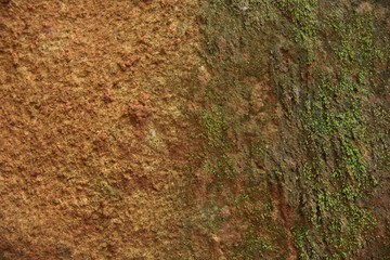 Green moss texture in nature green moss on stone background. 